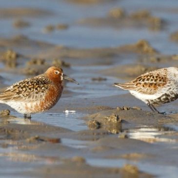 Birds of Findhorn Bay